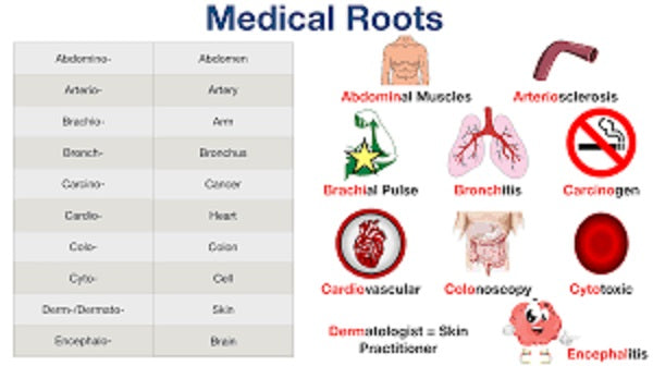 Stedman's Electronic Medical Dictionary v7.0 Full Version for Windows