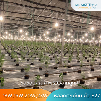 [1ลัง บรรจุ 50 ดวง] หลอดตะเกียบ หลอดปลูกกัญชา แสงวอร์มไวท์ ขั้ว E27 ยี่ห้อ LeKise (เลคิเซ่) (20W)