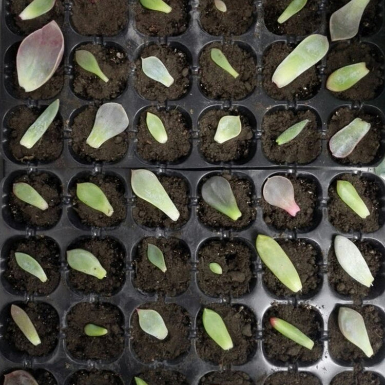 ถาดต้นกล้าSproutแผ่น 24 หลุมNursery Potsถาดฝาปิดสำหรับสวนบอนไซเรือนกระจกขนาดเล็กเนอสเซอรี่แผ่นสามชุด, 2 PCS
