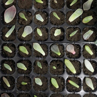 ถาดต้นกล้าSproutแผ่น 24 หลุมNursery Potsถาดฝาปิดสำหรับสวนบอนไซเรือนกระจกขนาดเล็กเนอสเซอรี่แผ่นสามชุด, 2 PCS