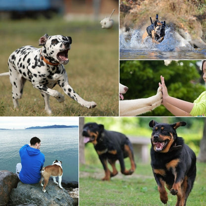 PULUZ Hound Dog Fetch Harness สายรัดหน้าอกปรับได้สำหรับ GoPro Hero11 Black / HERO10 Black / HERO9 Black / HERO8 Black / HERO7 / 6/5/5 เซสชัน / 4 เซสชัน / 4/3+ / 3/2/1, Insta360 ONE R,DJI Osmo Action และกล้องแอคชั่นอื่นๆ, Dog Chest Strap