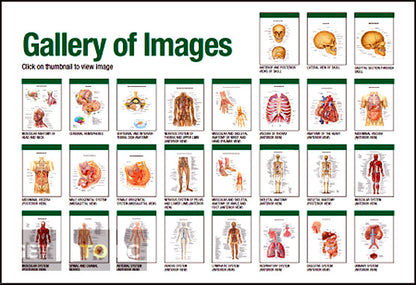 Stedman's Electronic Medical Dictionary v7.0 Full Version for Windows