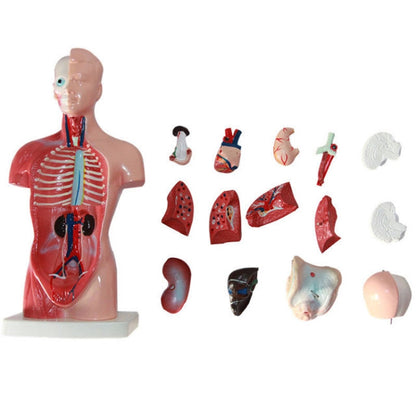 การแพทย์ประถมศึกษาและมัธยมศึกษา 26 ซม.ลำตัวรุ่นกายวิภาคศาสตร์อวัยวะแบบจำลองโครงสร้าง