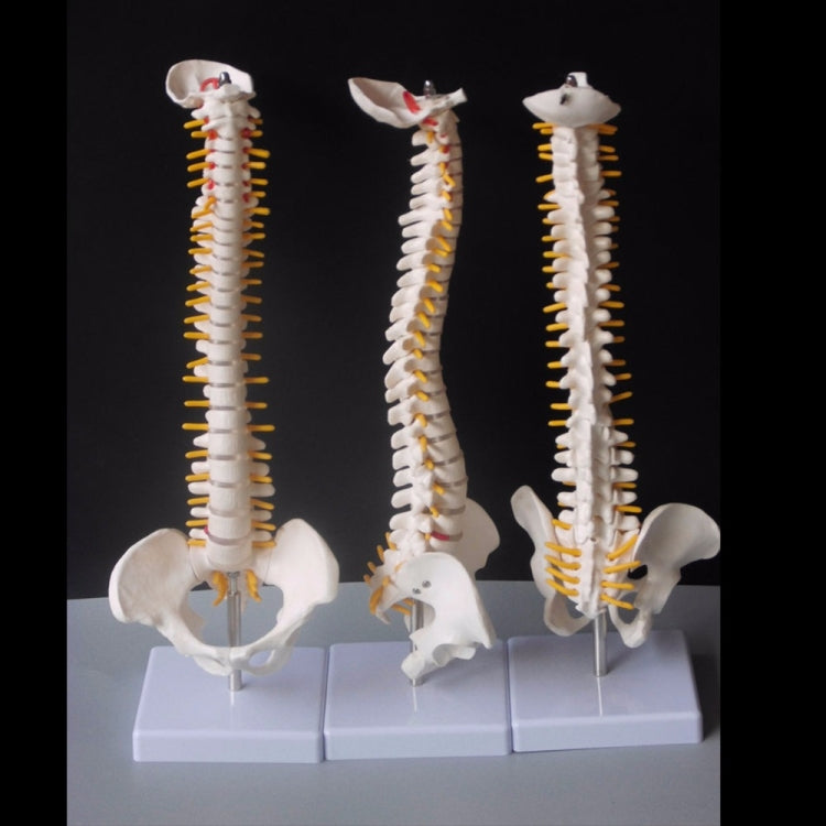 45 ซม.มนุษย์กระดูกสันหลังพร้อม Pelvic รุ่นมนุษย์กายวิภาคศาสตร์กายวิภาคศาสตร์ Spine Medical รุ่น spinal column รุ่น + ขาตั้งยืดหยุ่น, Human Spine Model