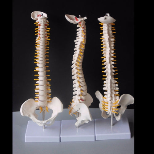45 ซม.มนุษย์กระดูกสันหลังพร้อม Pelvic รุ่นมนุษย์กายวิภาคศาสตร์กายวิภาคศาสตร์ Spine Medical รุ่น spinal column รุ่น + ขาตั้งยืดหยุ่น, Human Spine Model