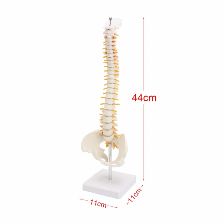 45 ซม.มนุษย์กระดูกสันหลังพร้อม Pelvic รุ่นมนุษย์กายวิภาคศาสตร์กายวิภาคศาสตร์ Spine Medical รุ่น spinal column รุ่น + ขาตั้งยืดหยุ่น, Human Spine Model