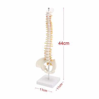45 ซม.มนุษย์กระดูกสันหลังพร้อม Pelvic รุ่นมนุษย์กายวิภาคศาสตร์กายวิภาคศาสตร์ Spine Medical รุ่น spinal column รุ่น + ขาตั้งยืดหยุ่น, Human Spine Model