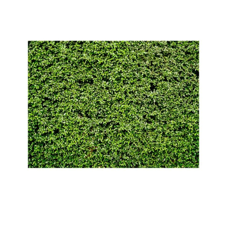 2.1m x 1.5m Green Leaves Wall ผ้าพื้นหลังถ่ายภาพงานเลี้ยงวันเกิด
