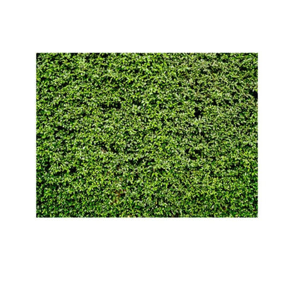 2.1m x 1.5m Green Leaves Wall ผ้าพื้นหลังถ่ายภาพงานเลี้ยงวันเกิด