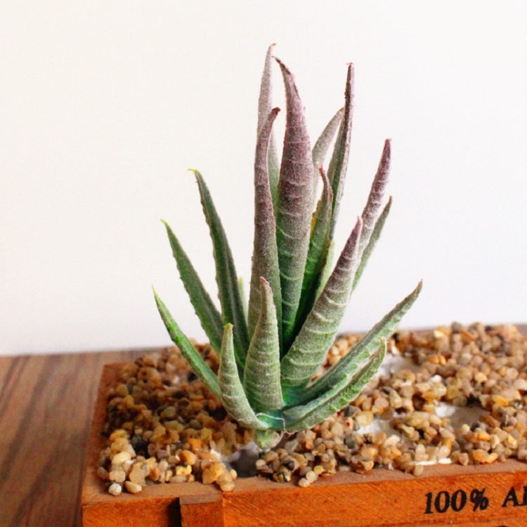 ประดิษฐ์มินิว่านหางจระเข้พืชพลาสติกหัตถกรรมดอกไม้ภูมิทัศน์สวนครอบครัวตกแต่งสำนักงาน